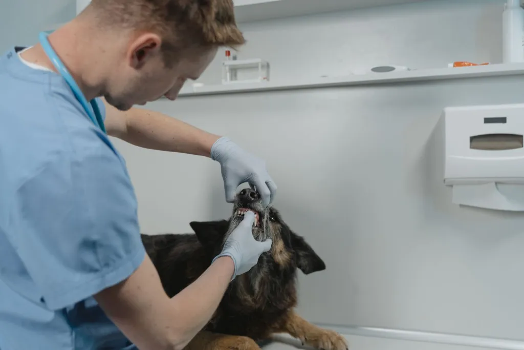 Care Built Around Your Pet